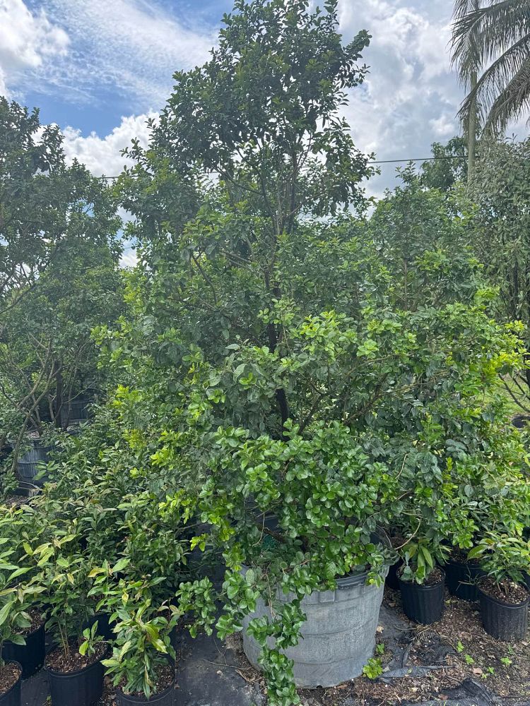 krugiodendron-ferreum-black-ironwood
