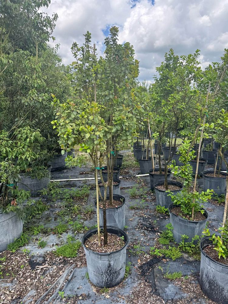 krugiodendron-ferreum-black-ironwood