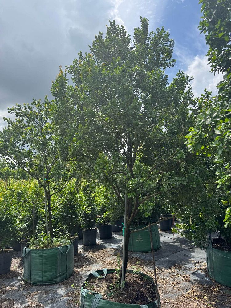 krugiodendron-ferreum-black-ironwood