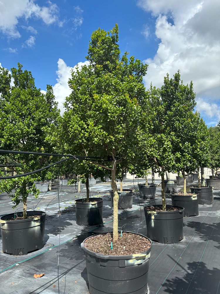 krugiodendron-ferreum-black-ironwood