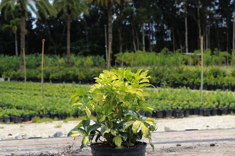 lactuca-sativa-trinette-butterhead-lettuce-lettuce