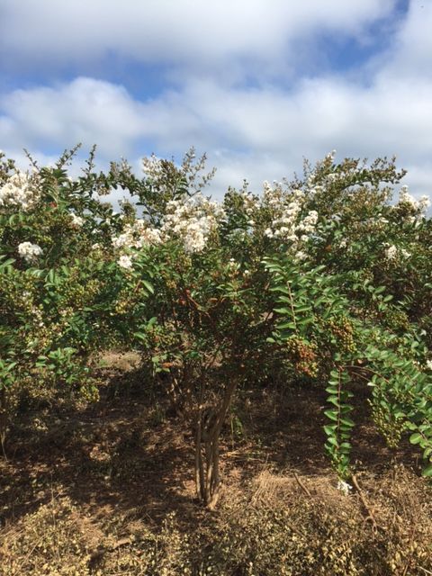 lagerstroemia-acoma-crape-myrtle