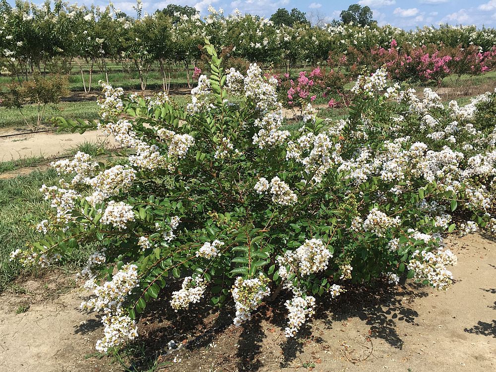 lagerstroemia-acoma-crape-myrtle