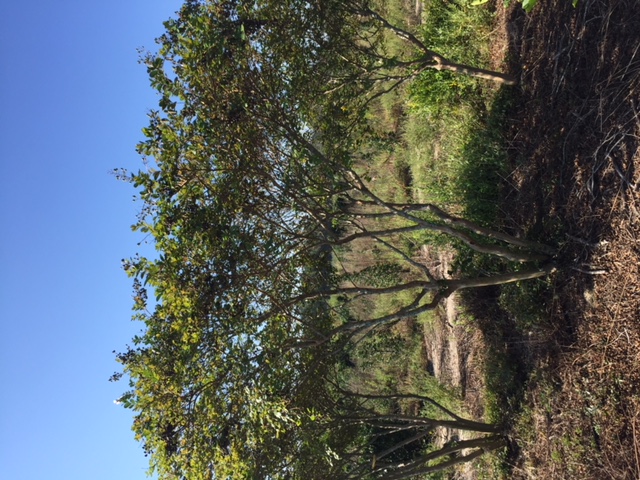 lagerstroemia-acoma-crape-myrtle
