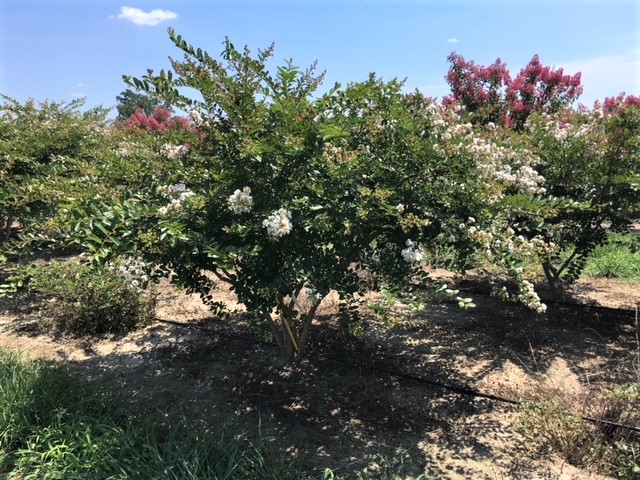 lagerstroemia-acoma-crape-myrtle