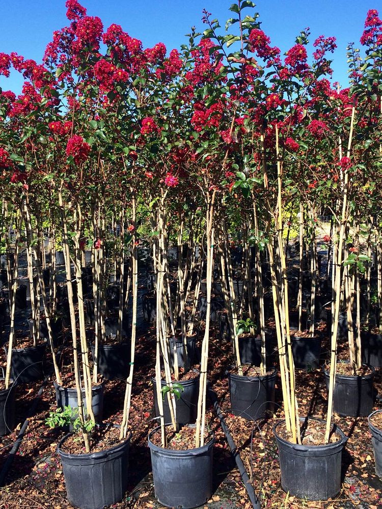 lagerstroemia-arapaho-crape-myrtle