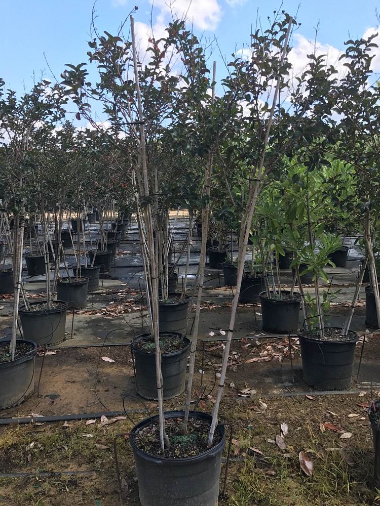 lagerstroemia-arapaho-crape-myrtle