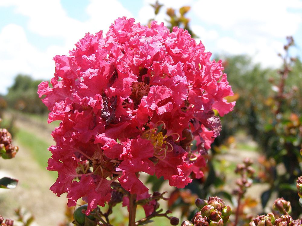 lagerstroemia-arapaho-crape-myrtle