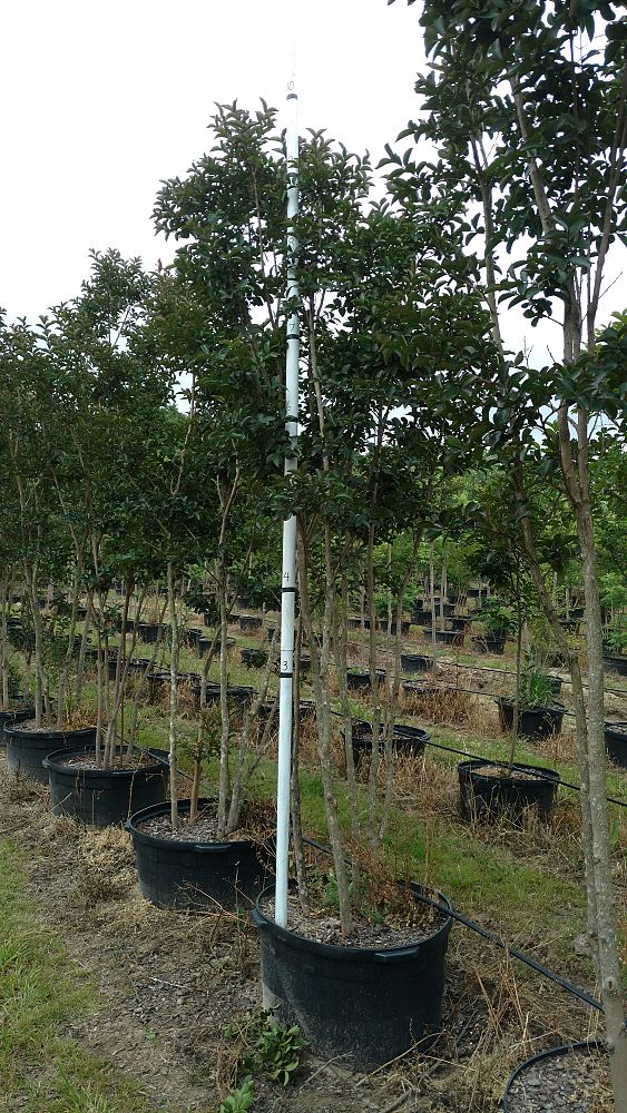 lagerstroemia-arapaho-crape-myrtle