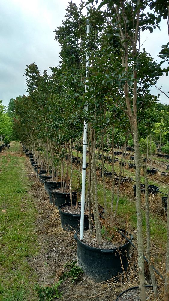lagerstroemia-arapaho-crape-myrtle