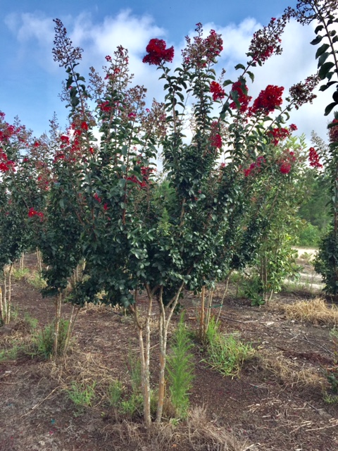 lagerstroemia-arapaho-crape-myrtle