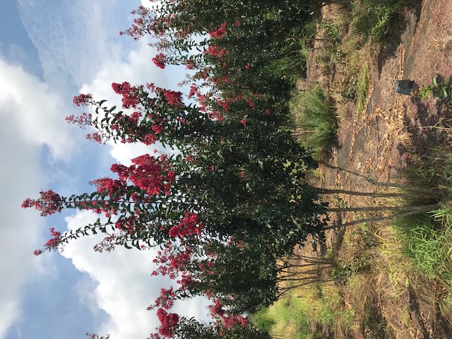 lagerstroemia-arapaho-crape-myrtle