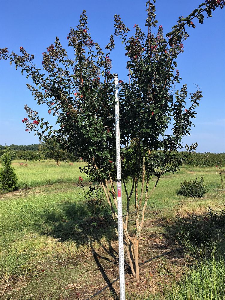 lagerstroemia-arapaho-crape-myrtle