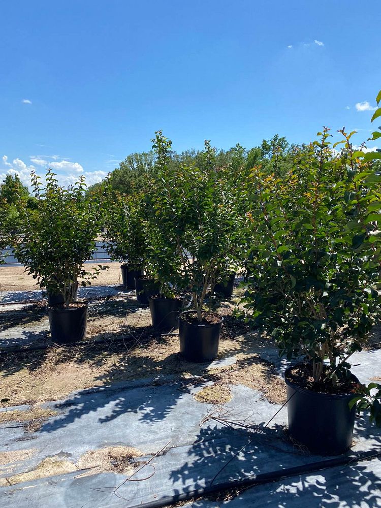 lagerstroemia-arapaho-crape-myrtle