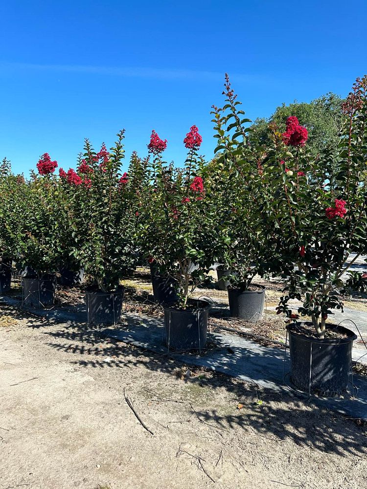 lagerstroemia-arapaho-crape-myrtle
