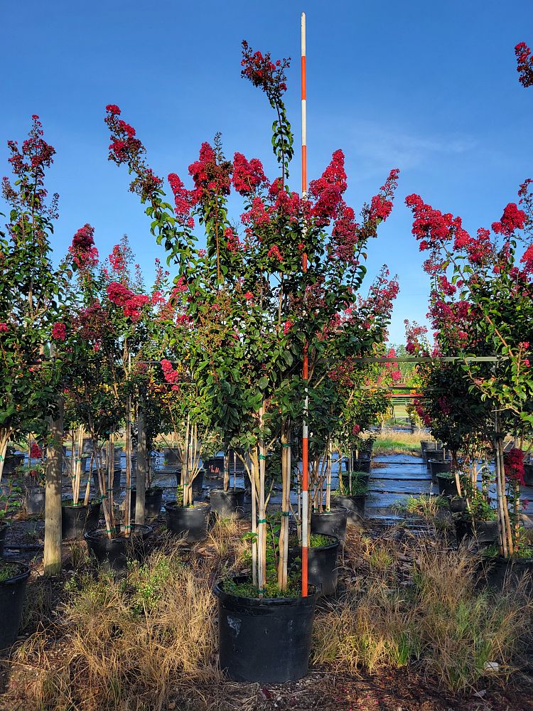 lagerstroemia-arapaho-crape-myrtle