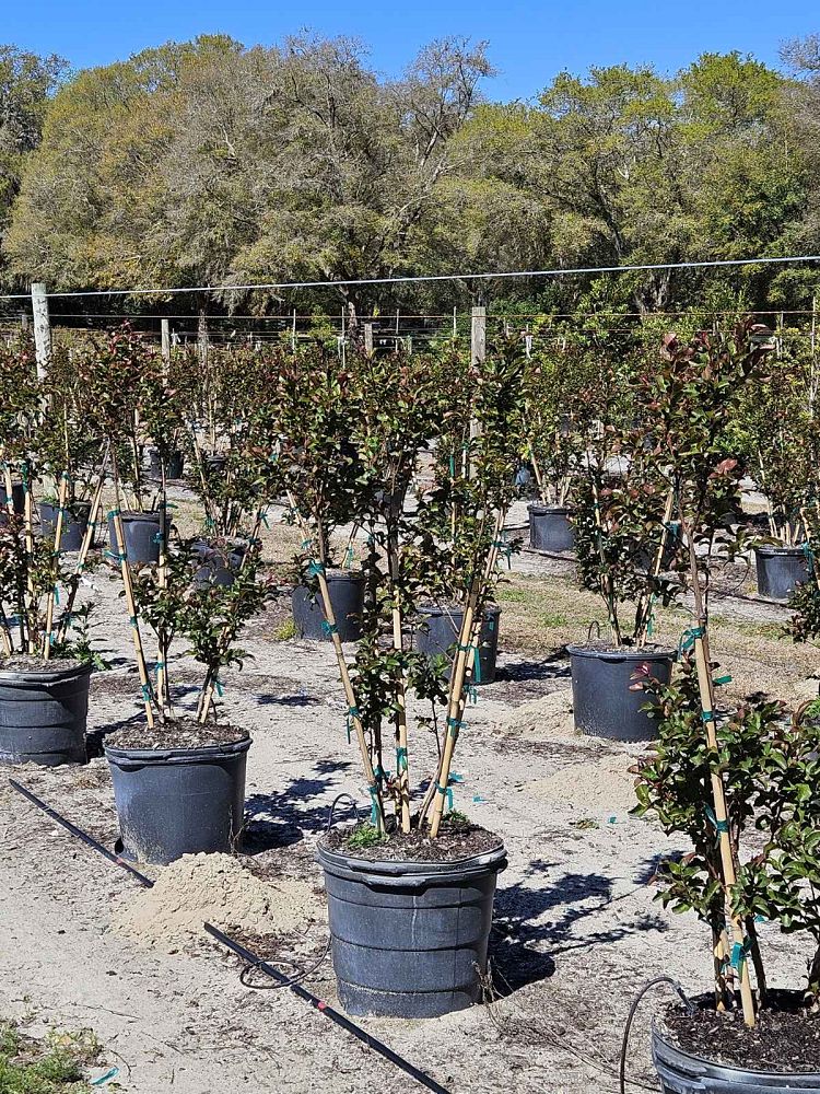 lagerstroemia-arapaho-crape-myrtle