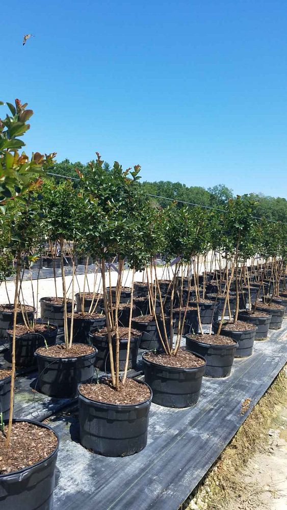 lagerstroemia-autauga-crape-myrtle
