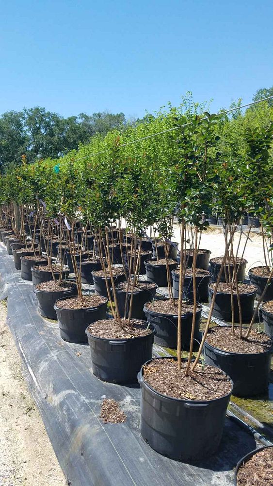 lagerstroemia-autauga-crape-myrtle