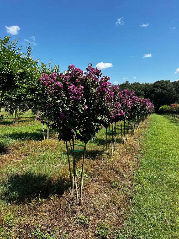 lagerstroemia-autauga-crape-myrtle