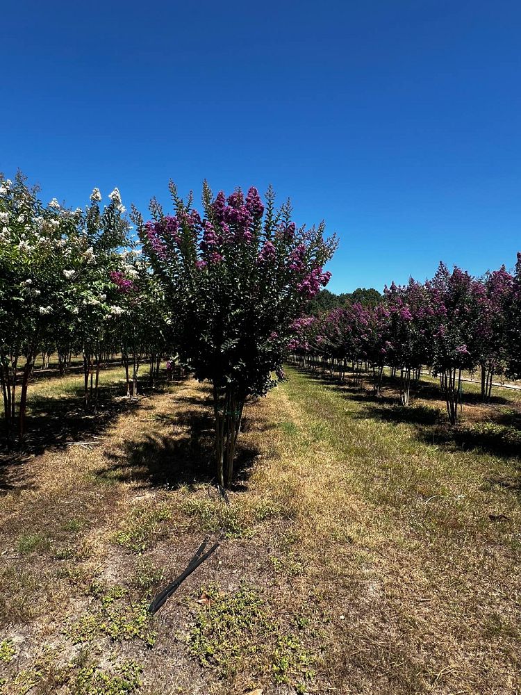lagerstroemia-autauga-crape-myrtle