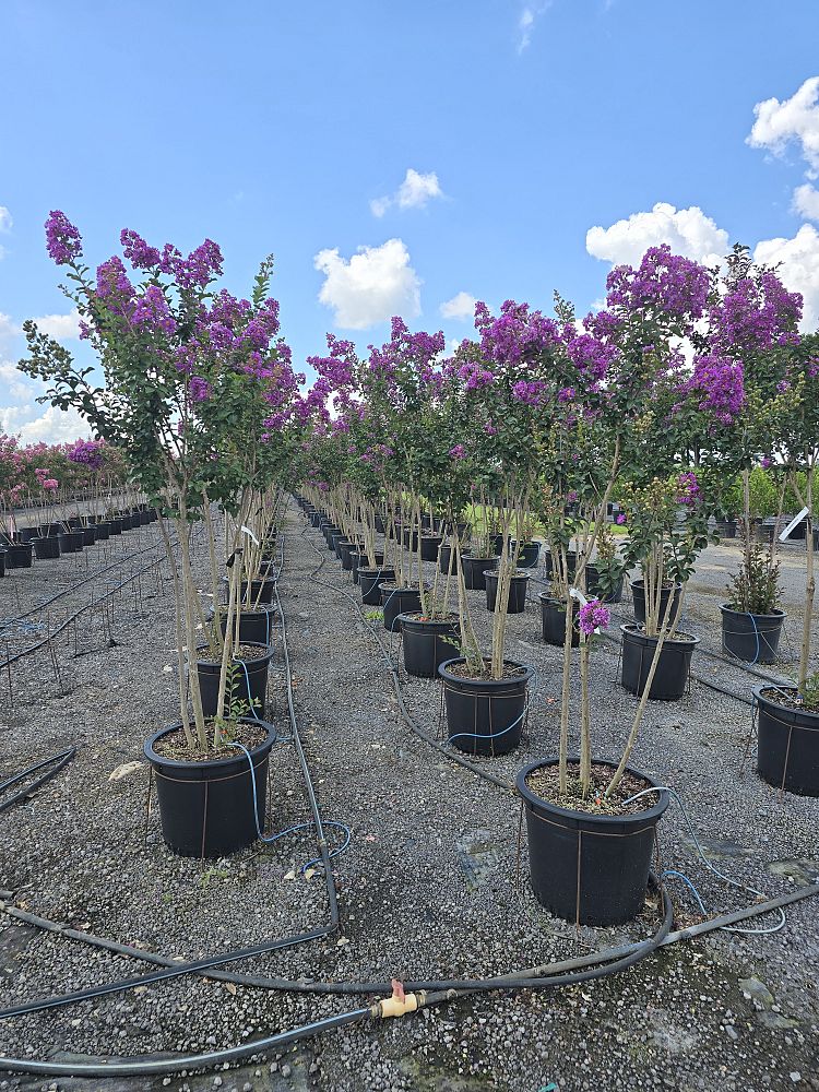 lagerstroemia-autauga-crape-myrtle