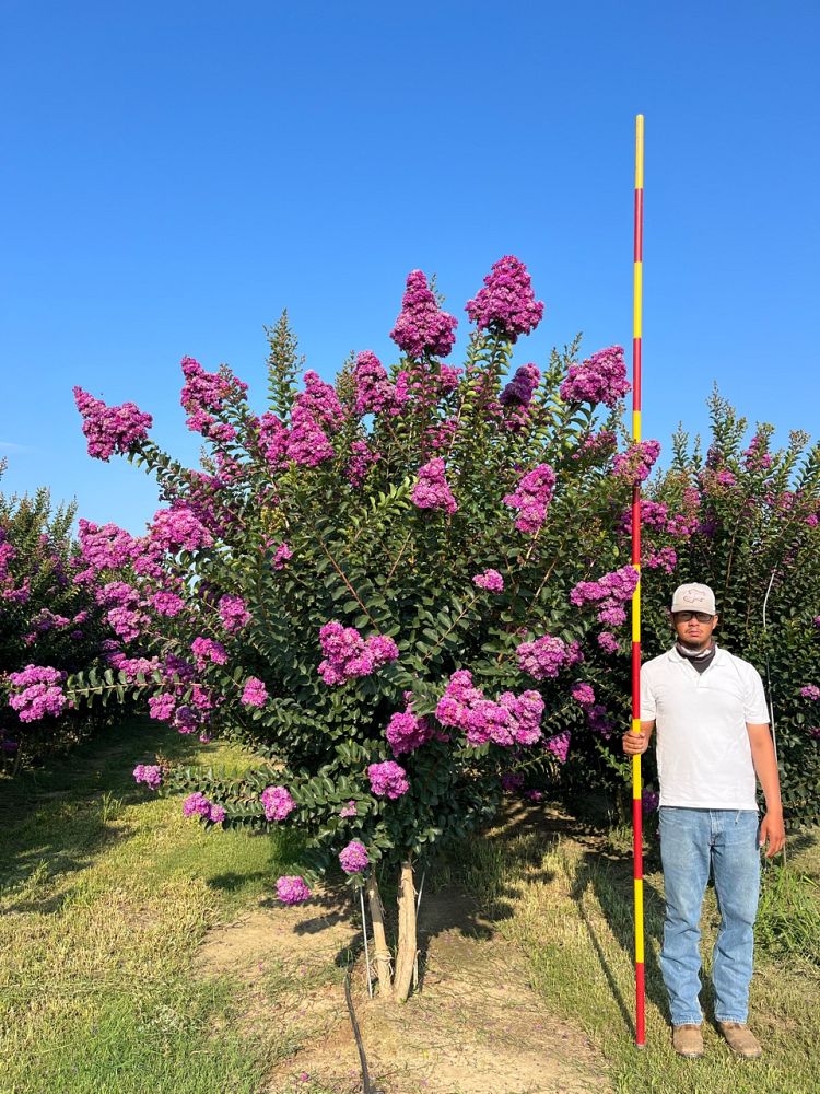 lagerstroemia-autauga-crape-myrtle