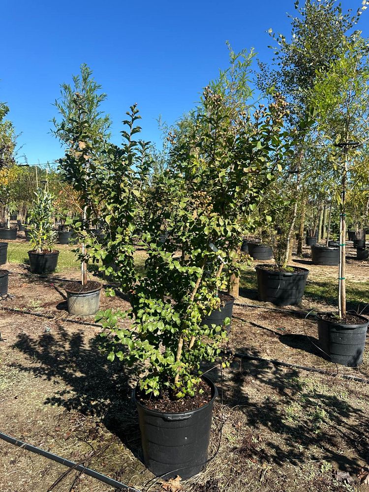 lagerstroemia-autauga-crape-myrtle