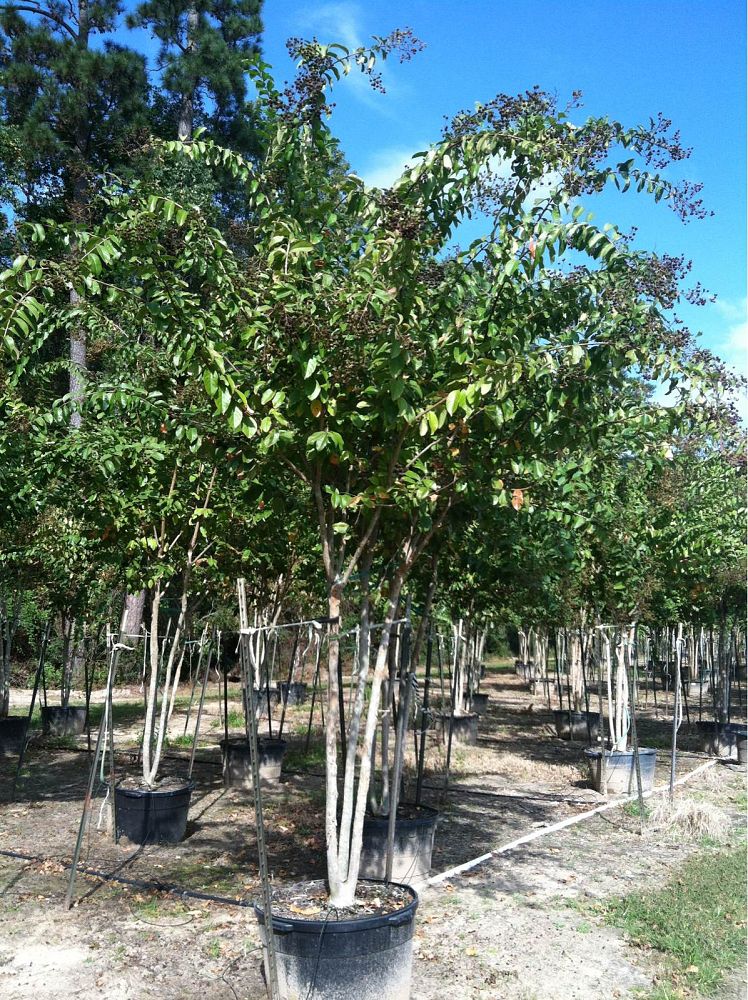 lagerstroemia-basham-s-party-pink-crape-myrtle