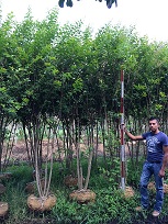 lagerstroemia-basham-s-party-pink-crape-myrtle