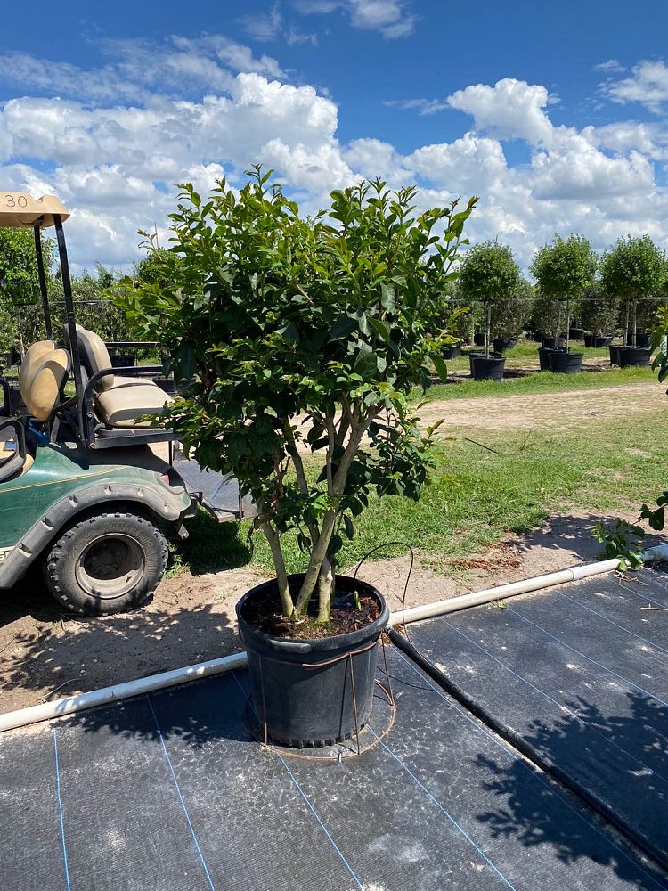 lagerstroemia-basham-s-party-pink-crape-myrtle