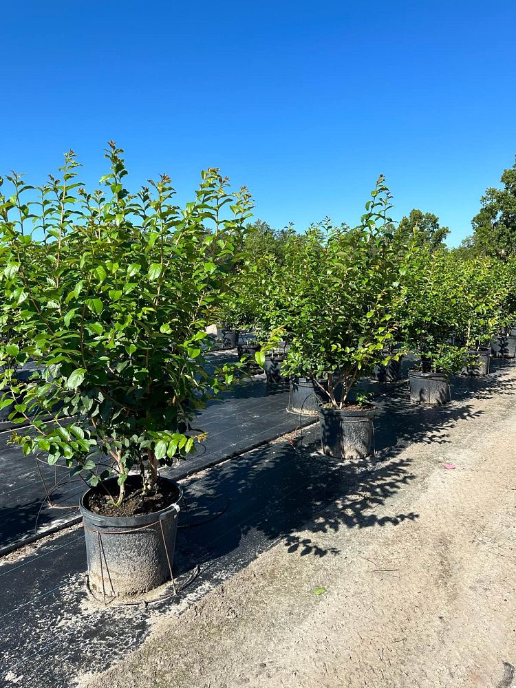 lagerstroemia-basham-s-party-pink-crape-myrtle