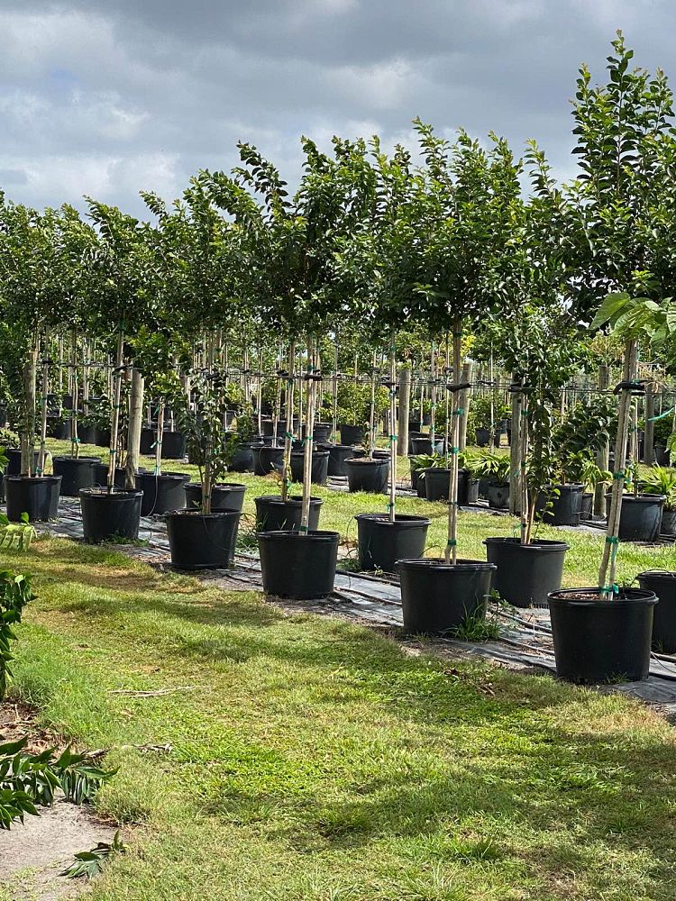 lagerstroemia-basham-s-party-pink-crape-myrtle