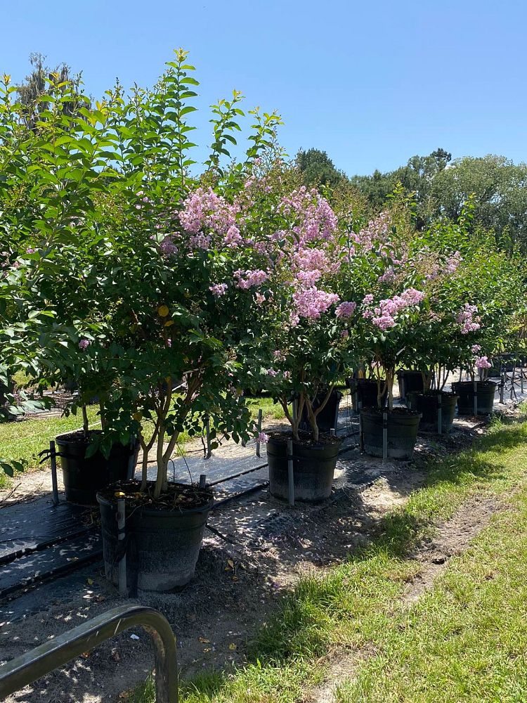 lagerstroemia-basham-s-party-pink-crape-myrtle