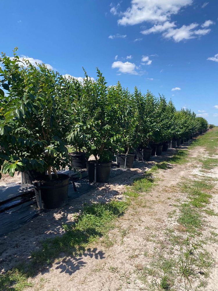 lagerstroemia-basham-s-party-pink-crape-myrtle