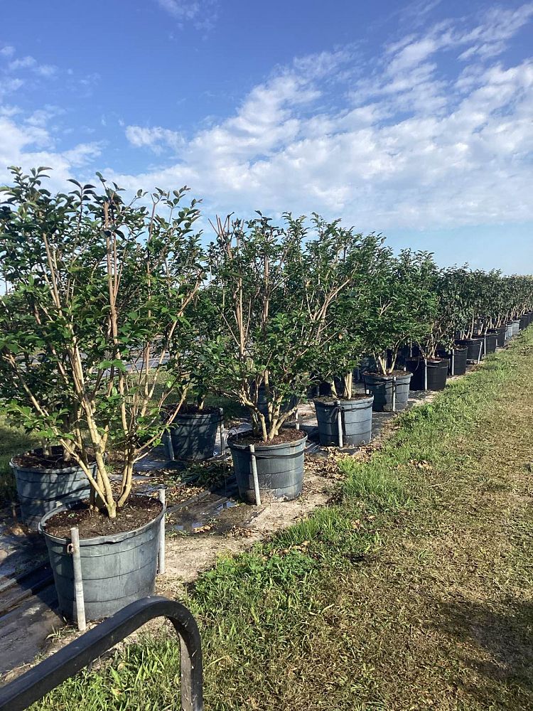 lagerstroemia-basham-s-party-pink-crape-myrtle