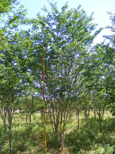 lagerstroemia-biloxi-crape-myrtle