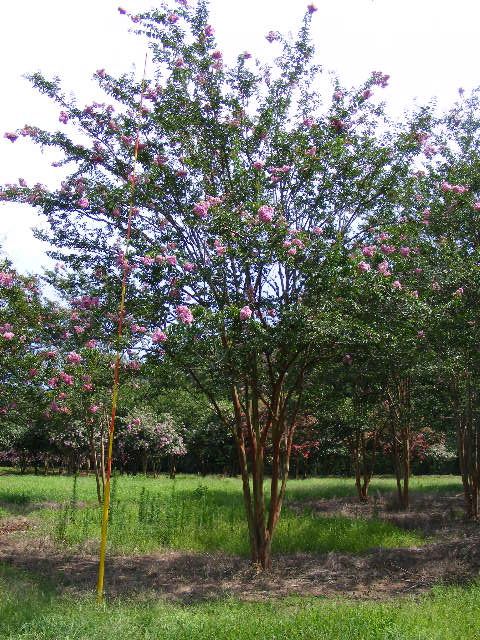 lagerstroemia-biloxi-crape-myrtle