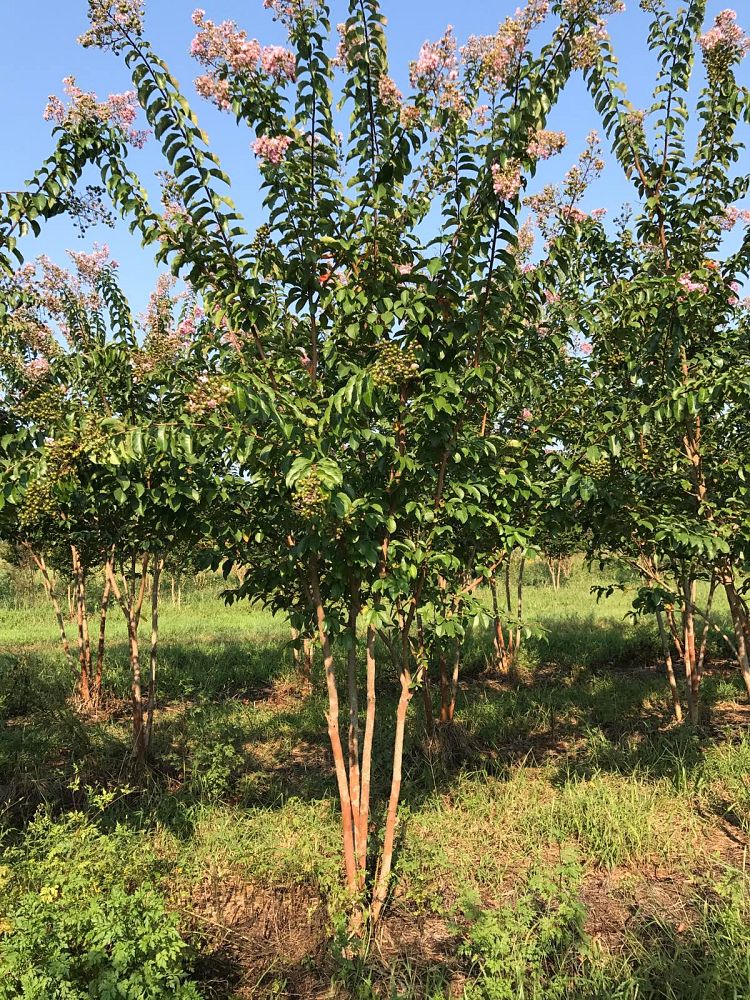 lagerstroemia-biloxi-crape-myrtle