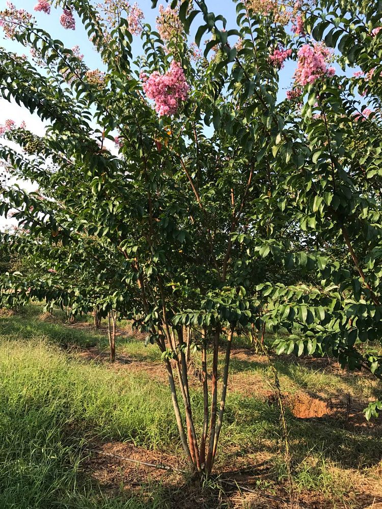 lagerstroemia-biloxi-crape-myrtle
