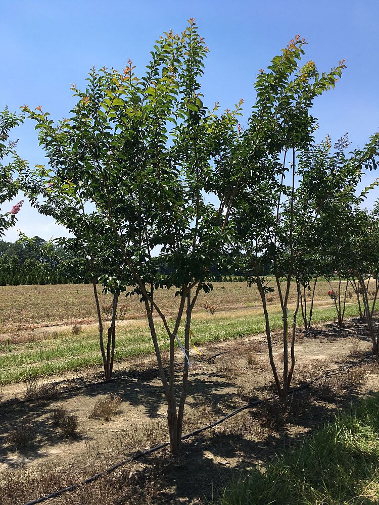 lagerstroemia-biloxi-crape-myrtle
