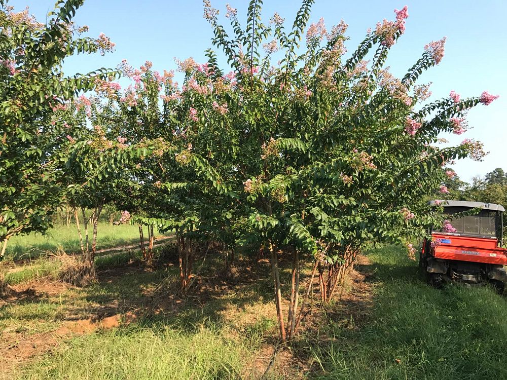 lagerstroemia-biloxi-crape-myrtle