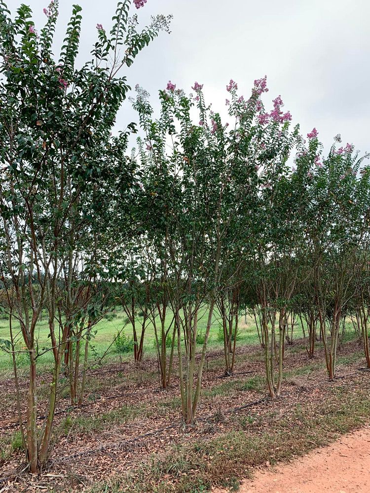 lagerstroemia-biloxi-crape-myrtle