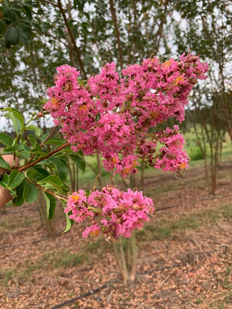 lagerstroemia-biloxi-crape-myrtle