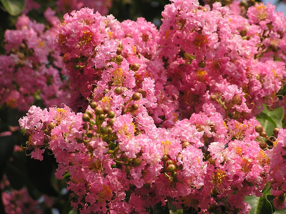 lagerstroemia-biloxi-crape-myrtle