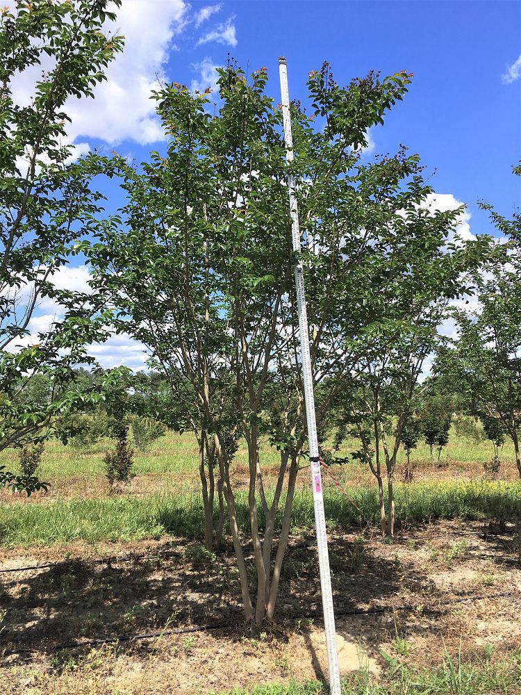 lagerstroemia-biloxi-crape-myrtle