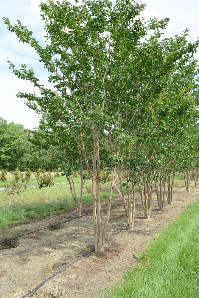 lagerstroemia-biloxi-crape-myrtle