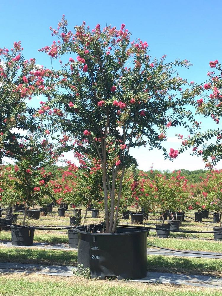 lagerstroemia-choctaw-crape-myrtle