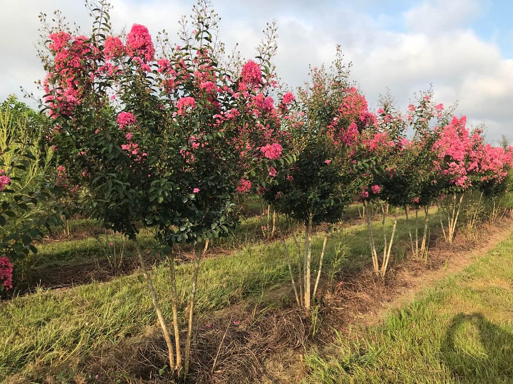 lagerstroemia-choctaw-crape-myrtle