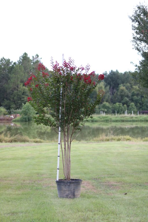 lagerstroemia-colorama-scarlet-crape-myrtle